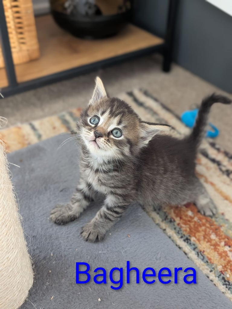 6 Beautiful Kittens - ONE AVAILABLE 