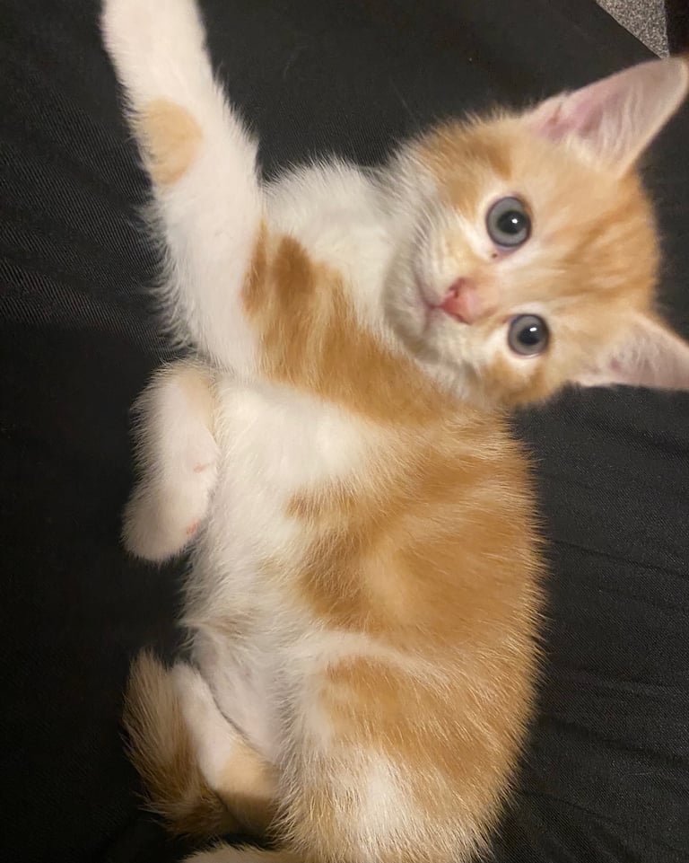 image for Cute white and ginger kitten