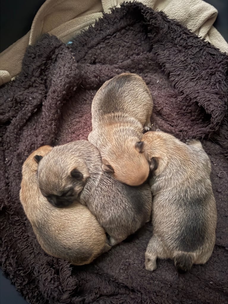 image for PUPPIES FOR SALE