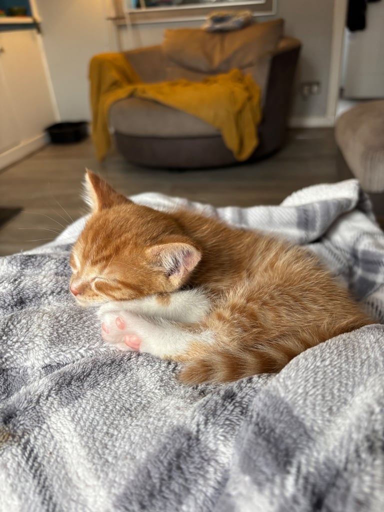 Adorable kittens for sale