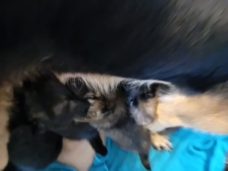 German Shepherd puppies 