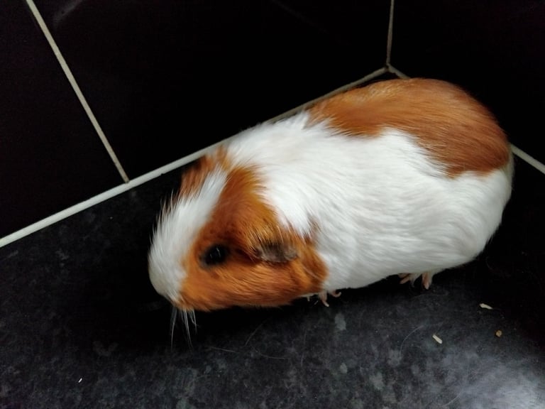 Male Guinea Pigs (Neutered) + Free Bag of Guinea Pig Bedding
