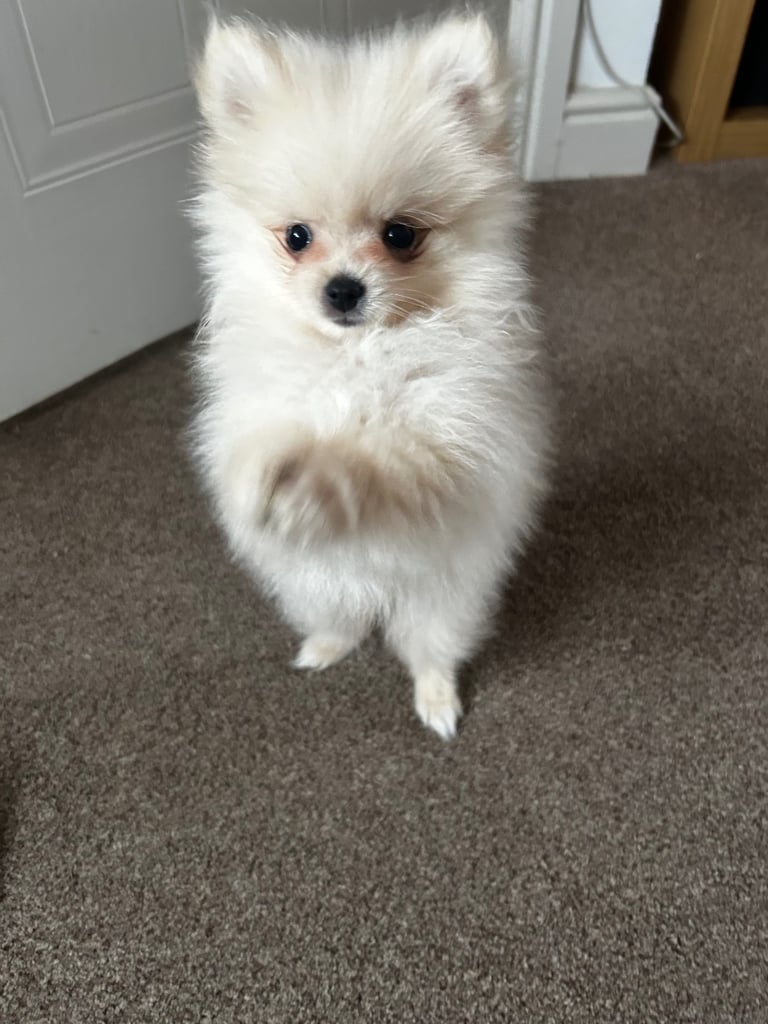 Two Pomeranian Girls For Sale