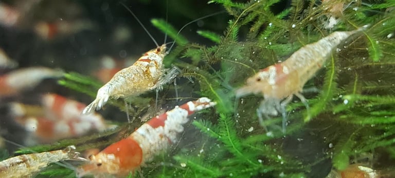 Crystal red shrimp