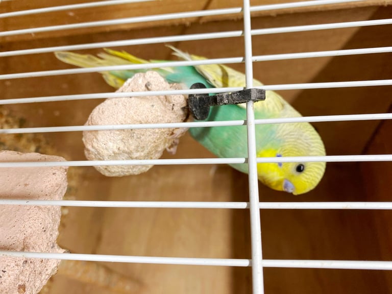 Baby Budgies for sale