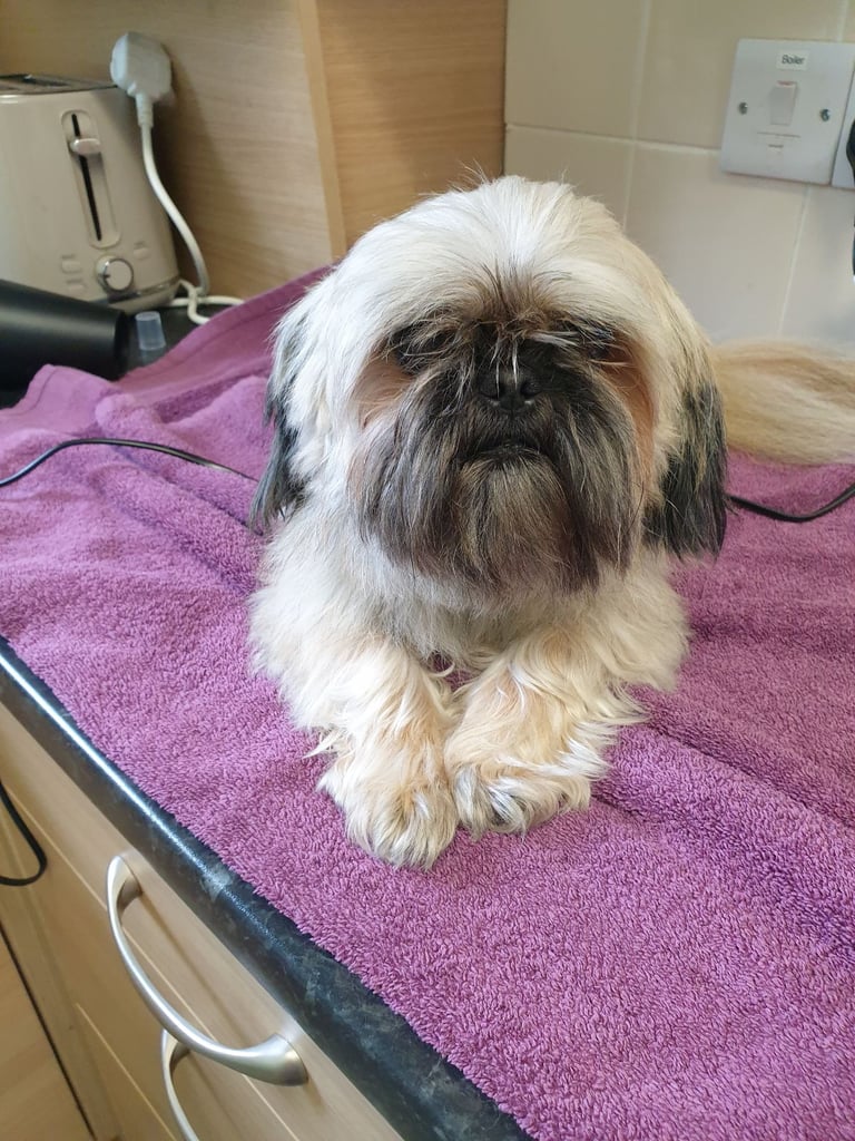 image for Pekingese 