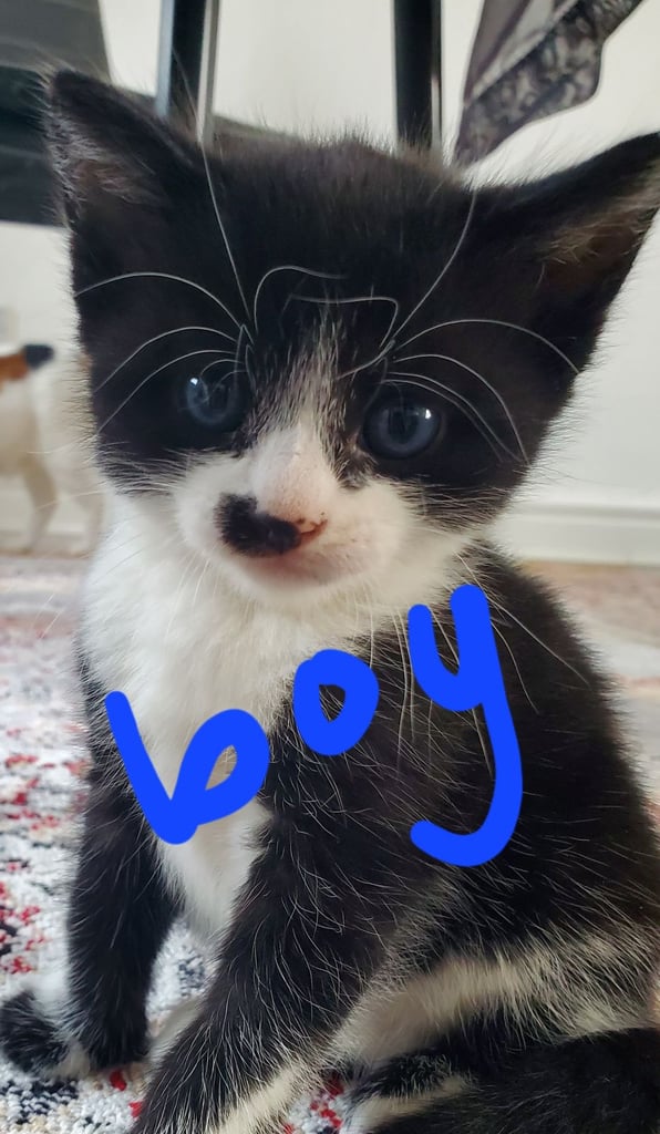 kittens for sell