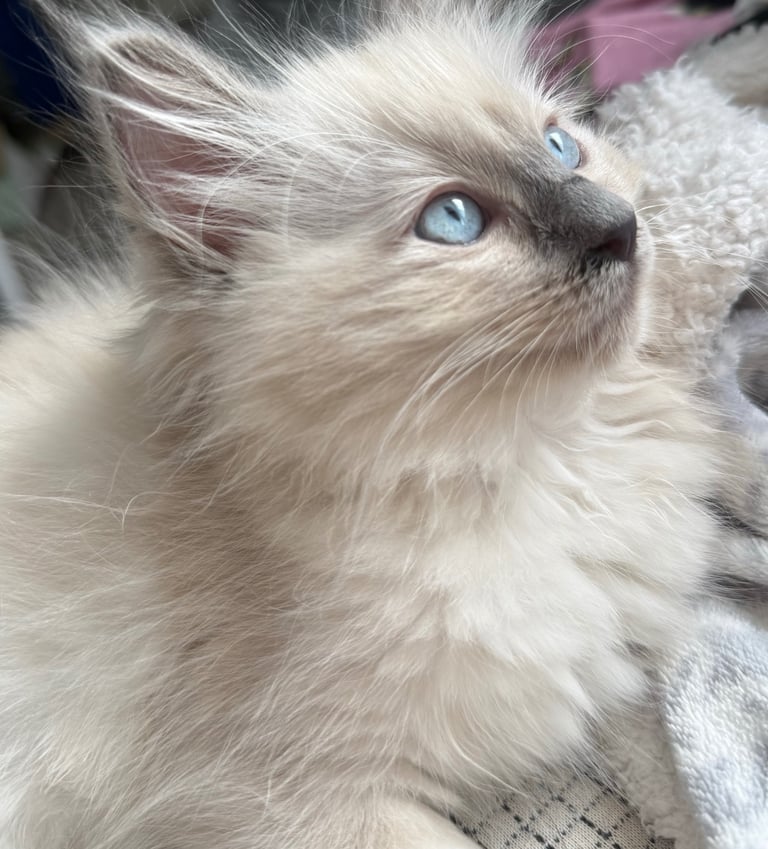 image for Ragdoll for sale 