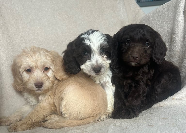 image for Cockapoo puppies 
