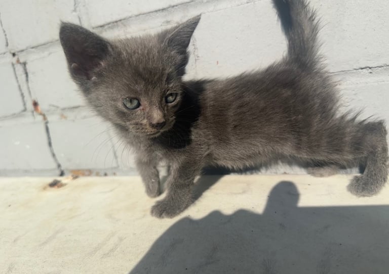 Kittens