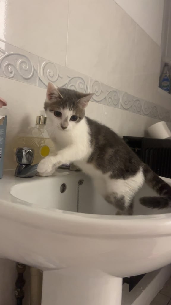 Kitten