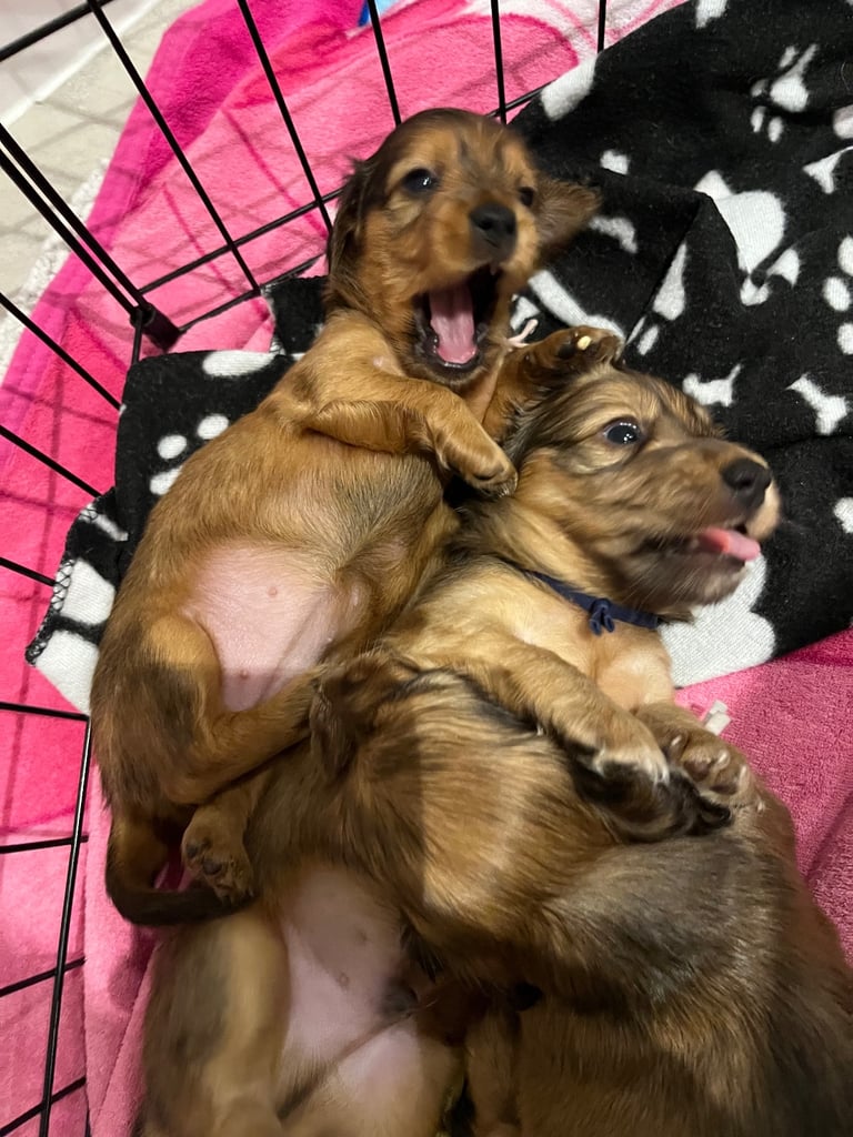 Pedigree family owned miniature longhaired dachshund puppy's in Southampton