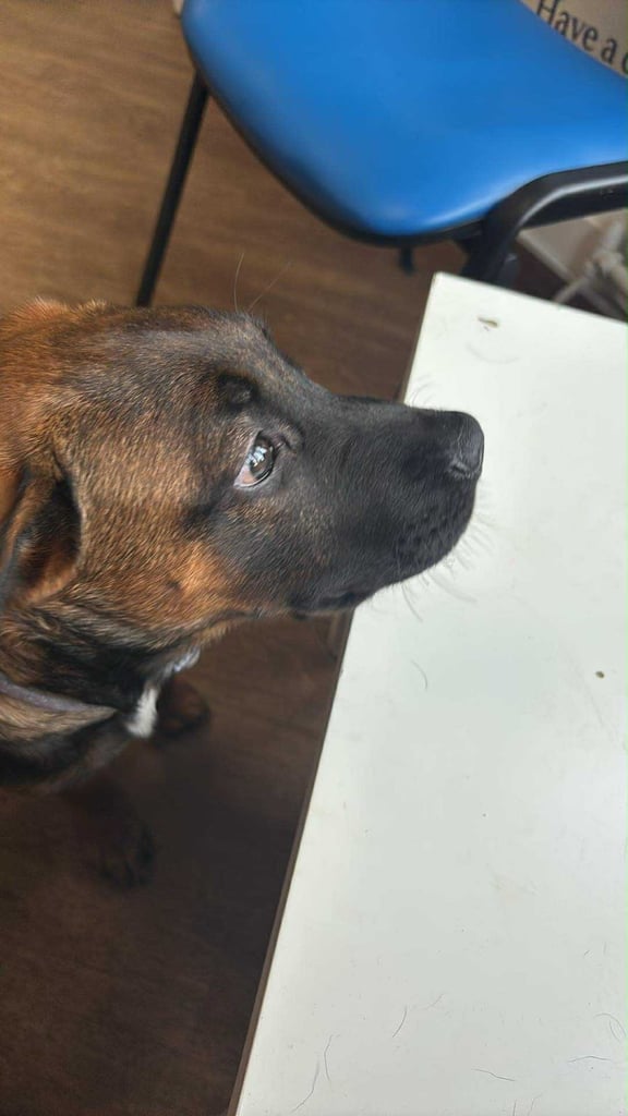 image for Needs a forever home 