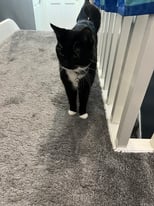 Beautiful 12 months British Shorthair Cat for sale
