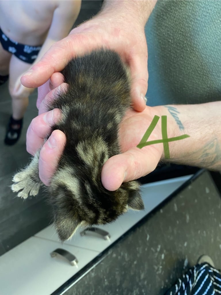 4 beautiful kittens
