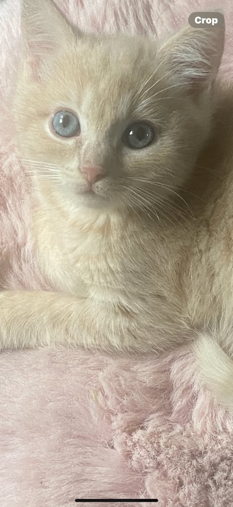 image for X RAGDOLL