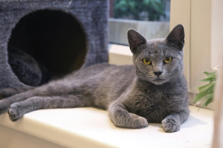 Russian blue male 1 year old £150