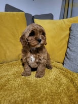 Red f1 toy Cavapoos last girl