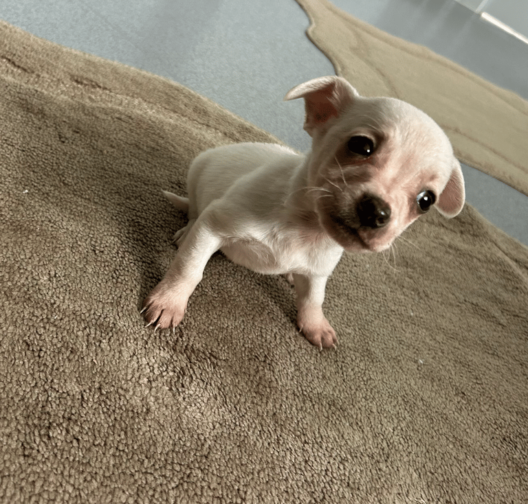 image for COCKAPOO CROSS JACKRUSSEL