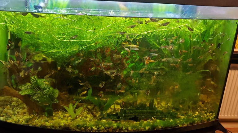 image for Guppies for sale