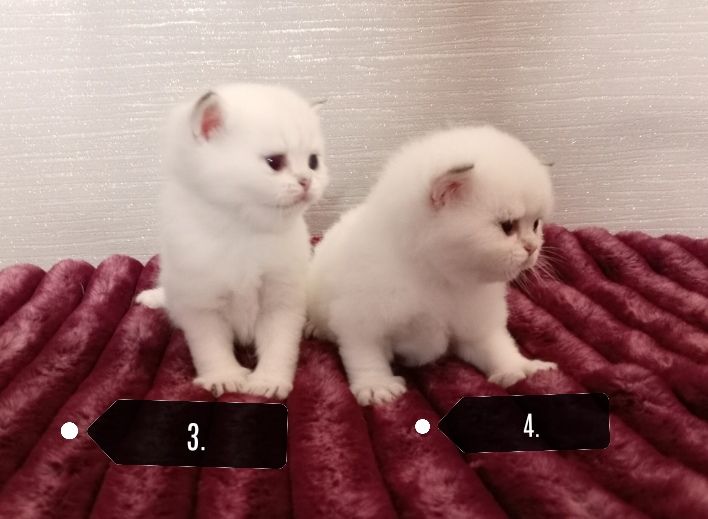 x4 Pedigree British Longhair & x2 British Shorthair Blue Golden & GoldenKittens 