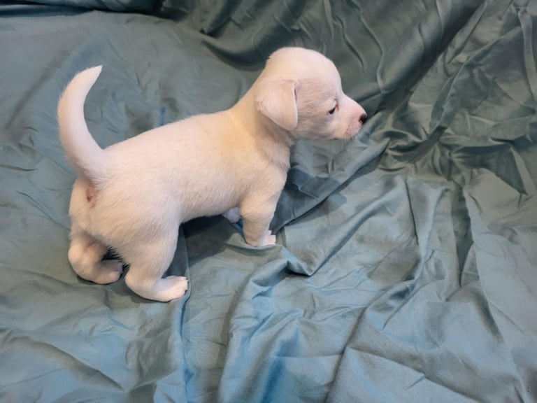 Jackie russell puppies 