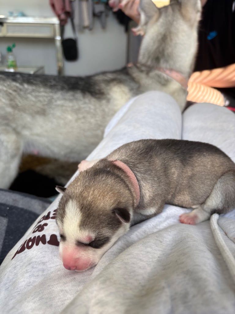 Husky puppies 