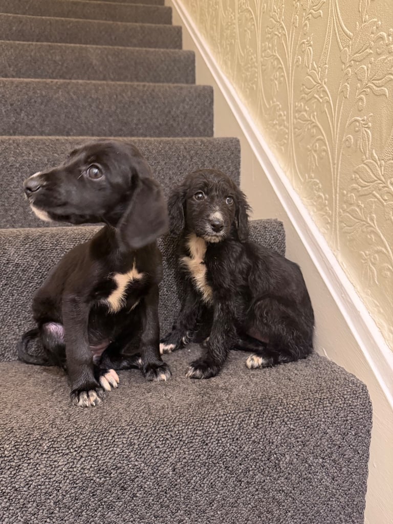 image for Border Collie puppies now available for new homes 