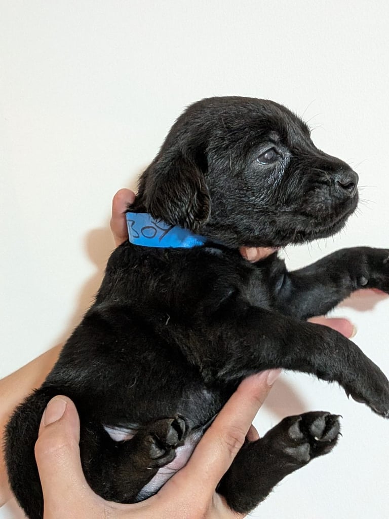 Reducrd* 11 KC reg, labrador retrievers, 10weeks old.