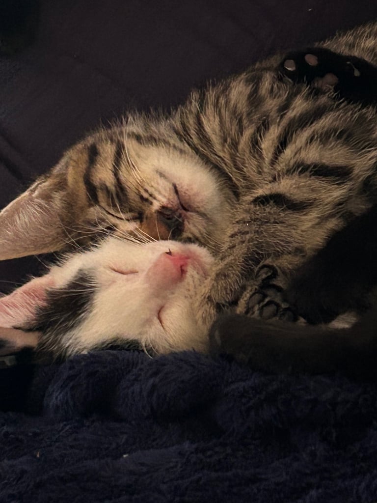 Kittens looking for a forever home