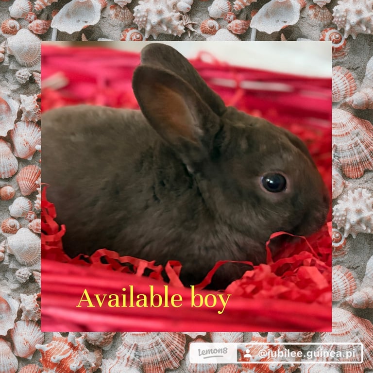 image for Rabbits for sale
