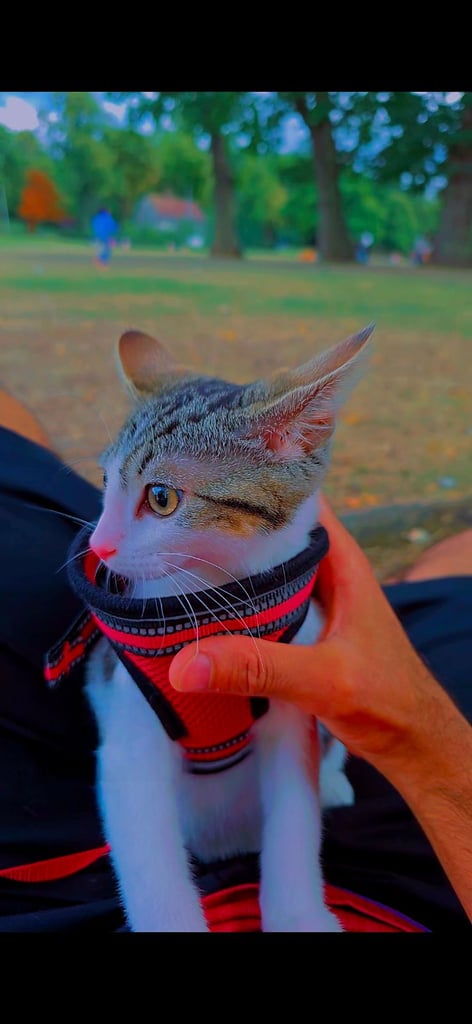 2 playful and beautiful kittens looking for new home together 