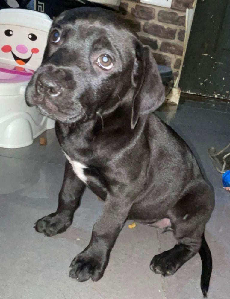 Presa canario x staffy