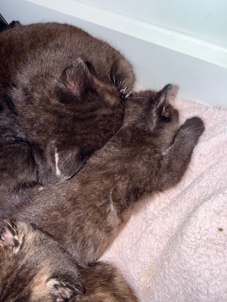  kittens looking for their new and forever homes