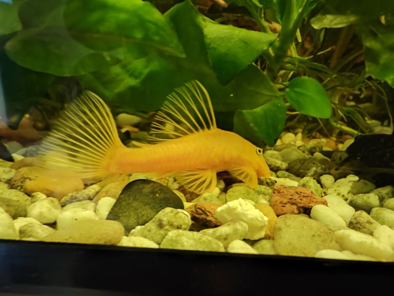 Tropical fish guppy and bristlenose pleco 