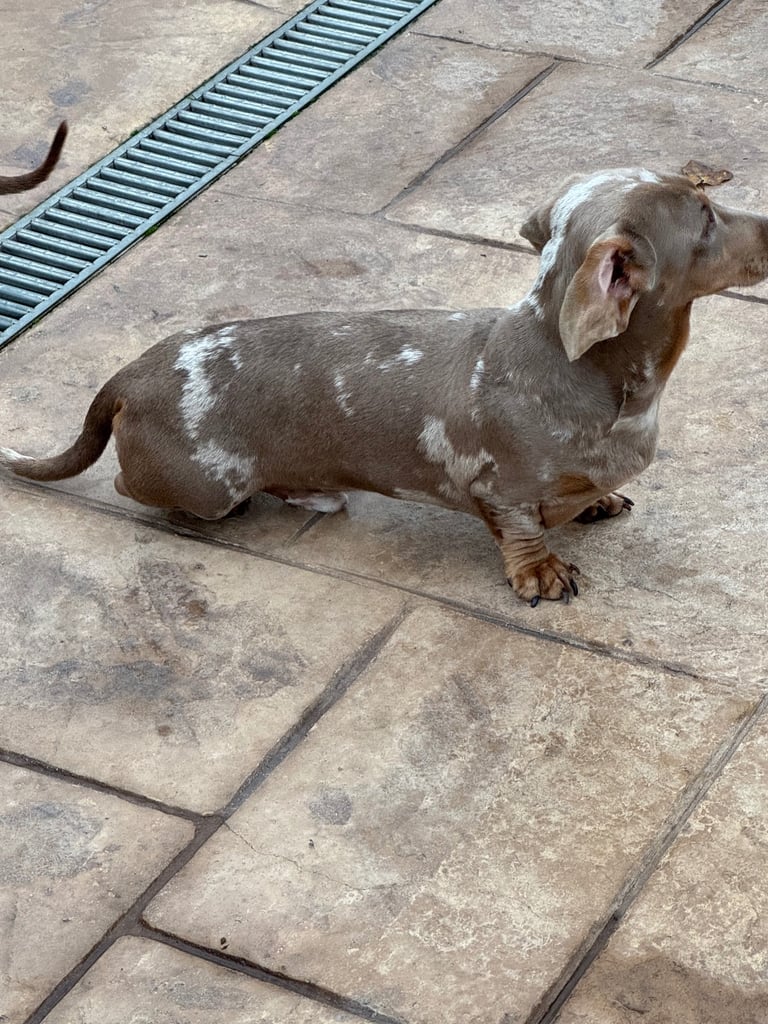 Miniature dachshund adults for sale 