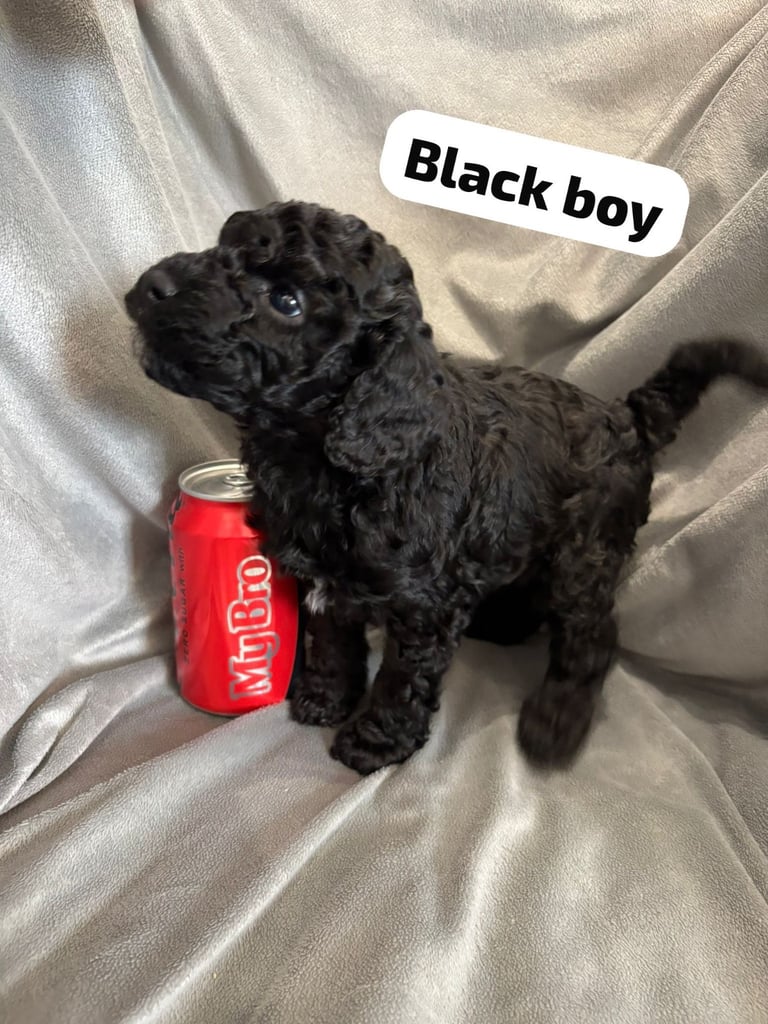 CAVAPOOCHON PUPPIES!!