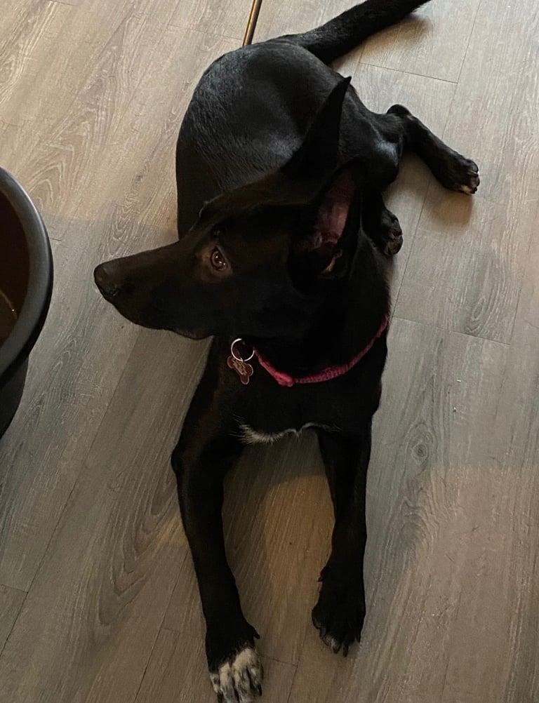 Belgian Malinois / XL Cross – Rehoming needed. Vaccinated, Chipped & Spayed.