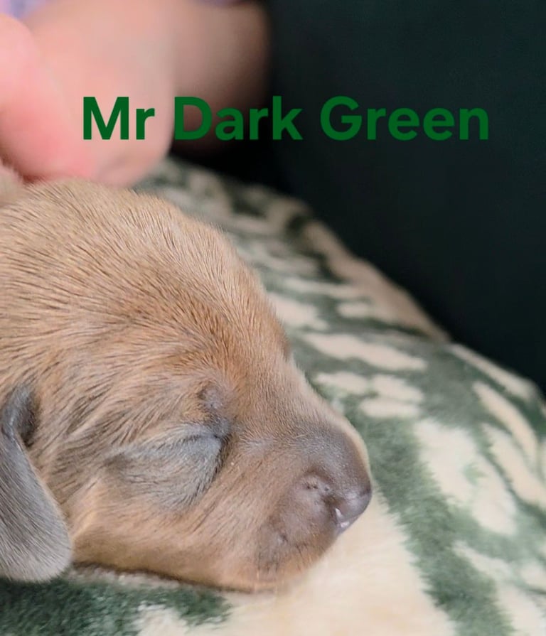 MINITURE DACHSHUND PUPPIES 
