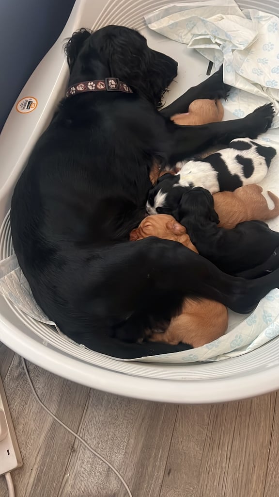 Gorgeous litter of cocker spaniel pups 