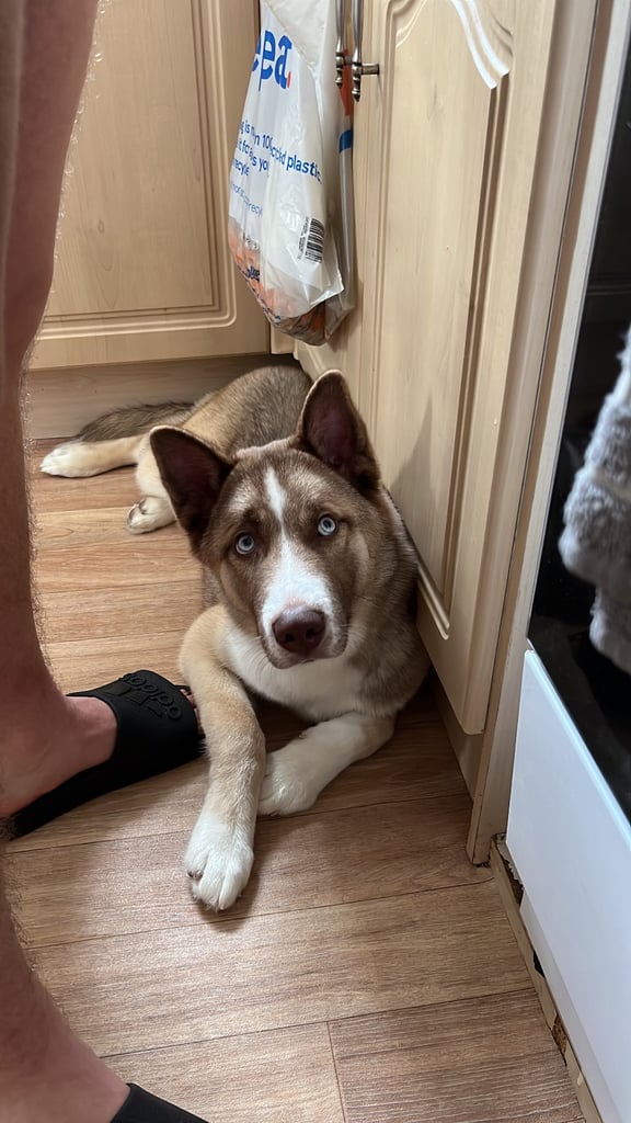 Husky x Akita huskita 