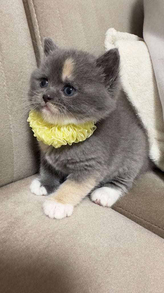 British shorthair grey - Black 