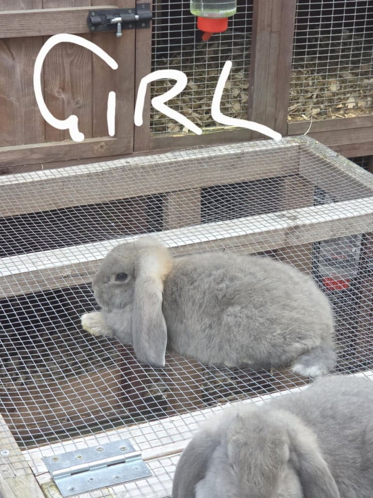 image for French lops 