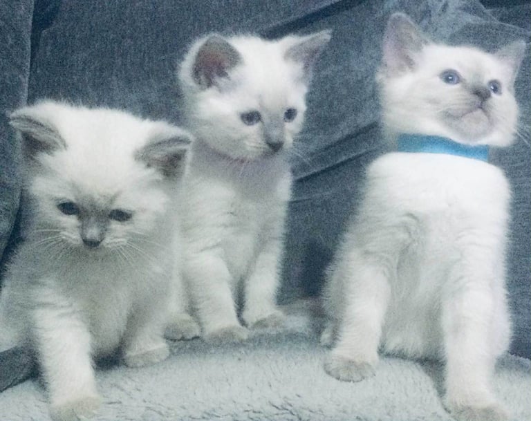 Ragdoll x kittens