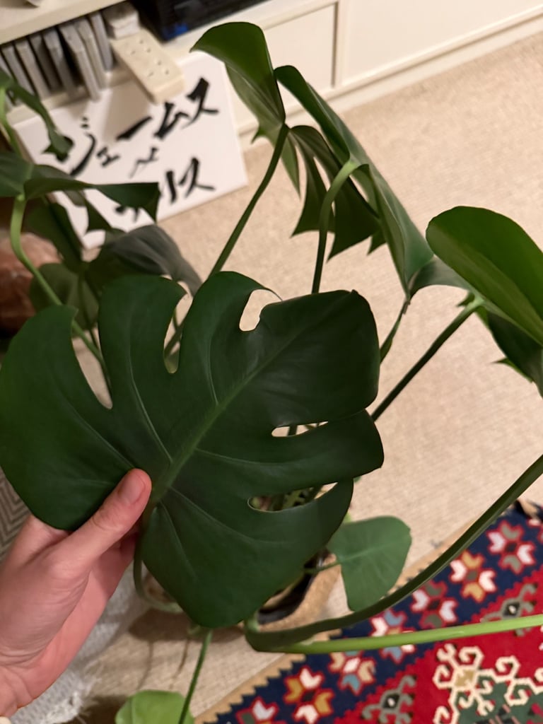 Large healthy monstera plant with pot