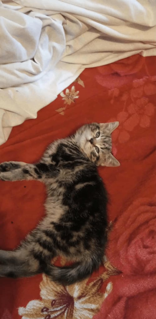 2 kittens for sale 