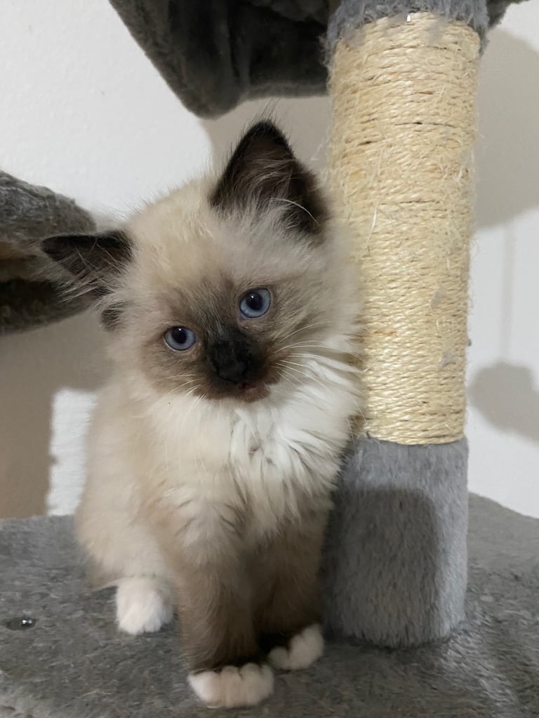 Ragdoll kittens 