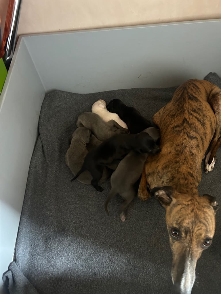 Whippet pups ready to go nice and small mother and farther