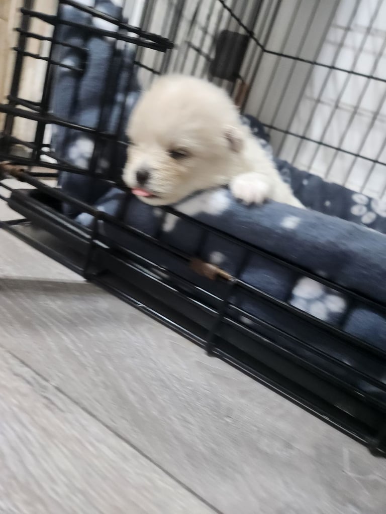 Pomeranian puppys 