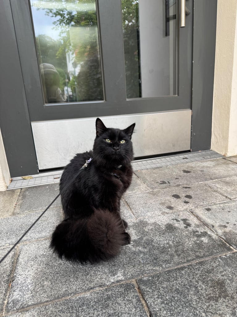 Affectionate, black Siberian-mix  11 months kitten